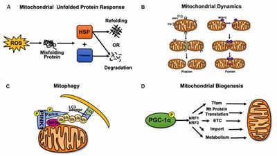 SIRT3 Regulation of Mitochondrial Quality Control in Neurodegenerative Diseases